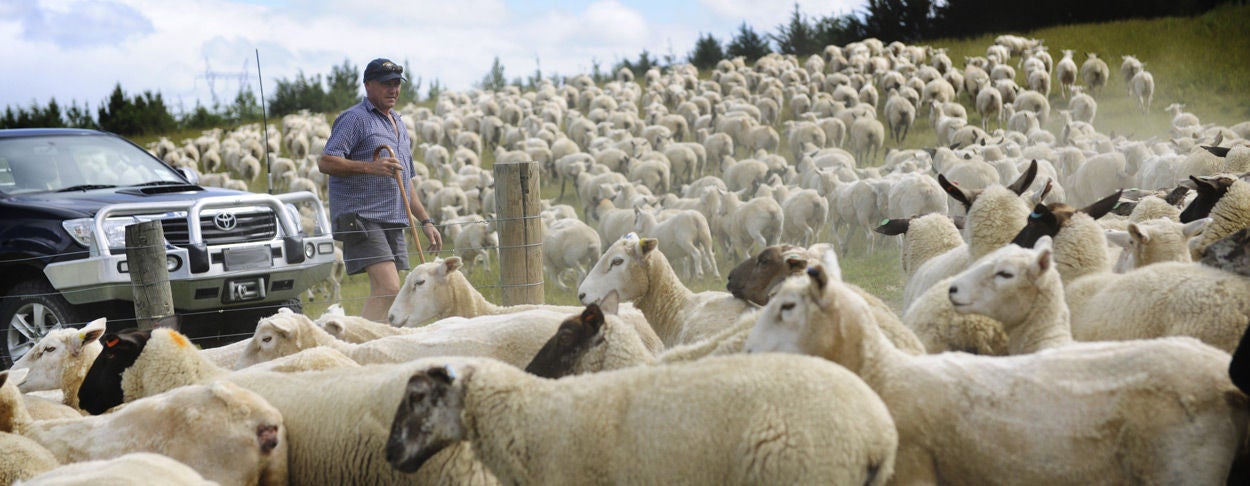 Sheep and farmer