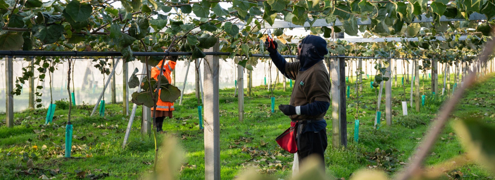 Agribusiness Banner - Picker in a Kiwifruit Orchard